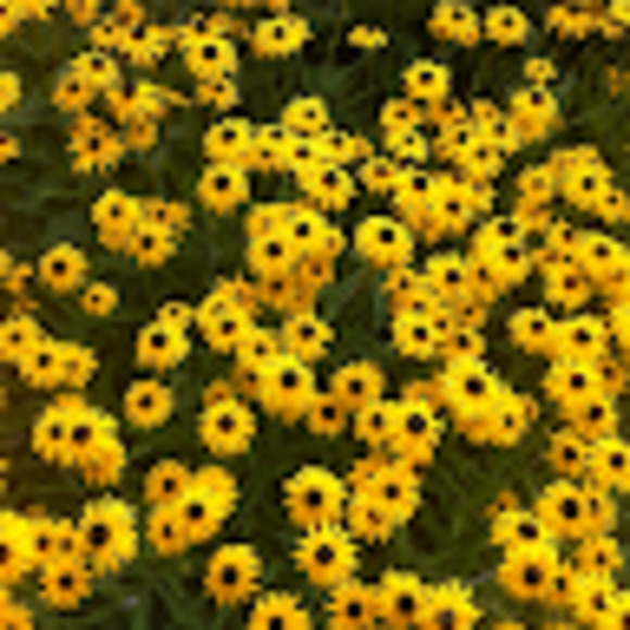 Meet your Posher, Natasha - Picture 1 of 1